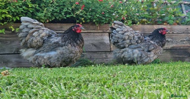 Chickens poultry - Advert 1