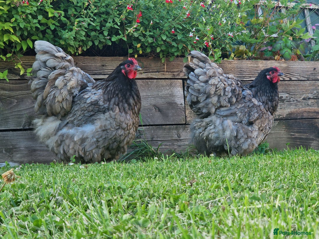 Chickens poultry for sale: Orpington Groups available - Image 2