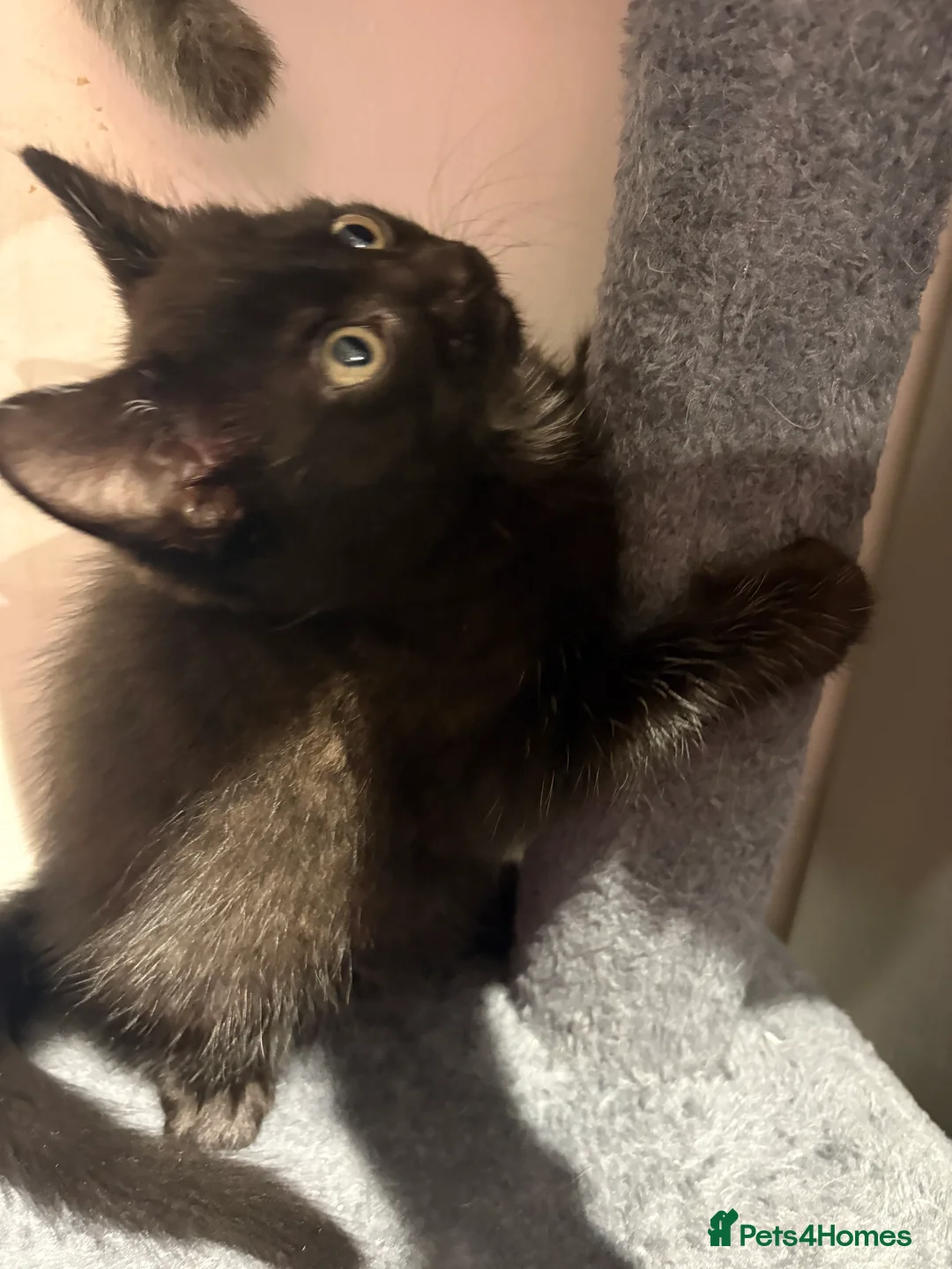 Domestic Shorthair cats for sale: Kittens for sale - Advert 9