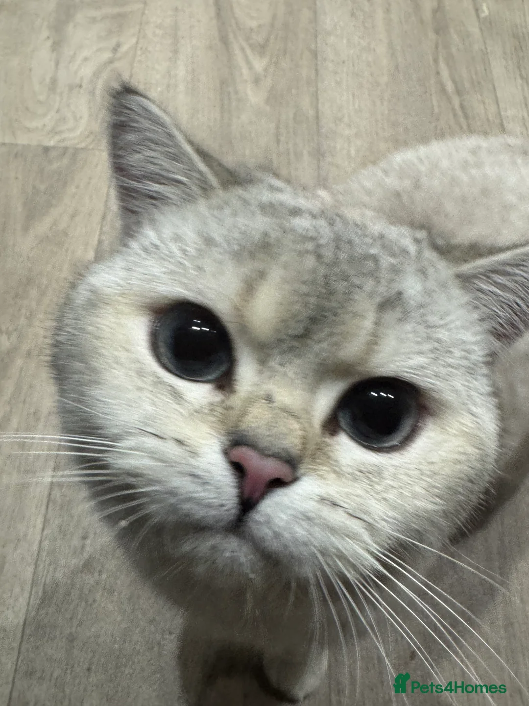 British Shorthair cats for stud: Casper baby up for his fatherly duties  in Hounslow - Advert 6