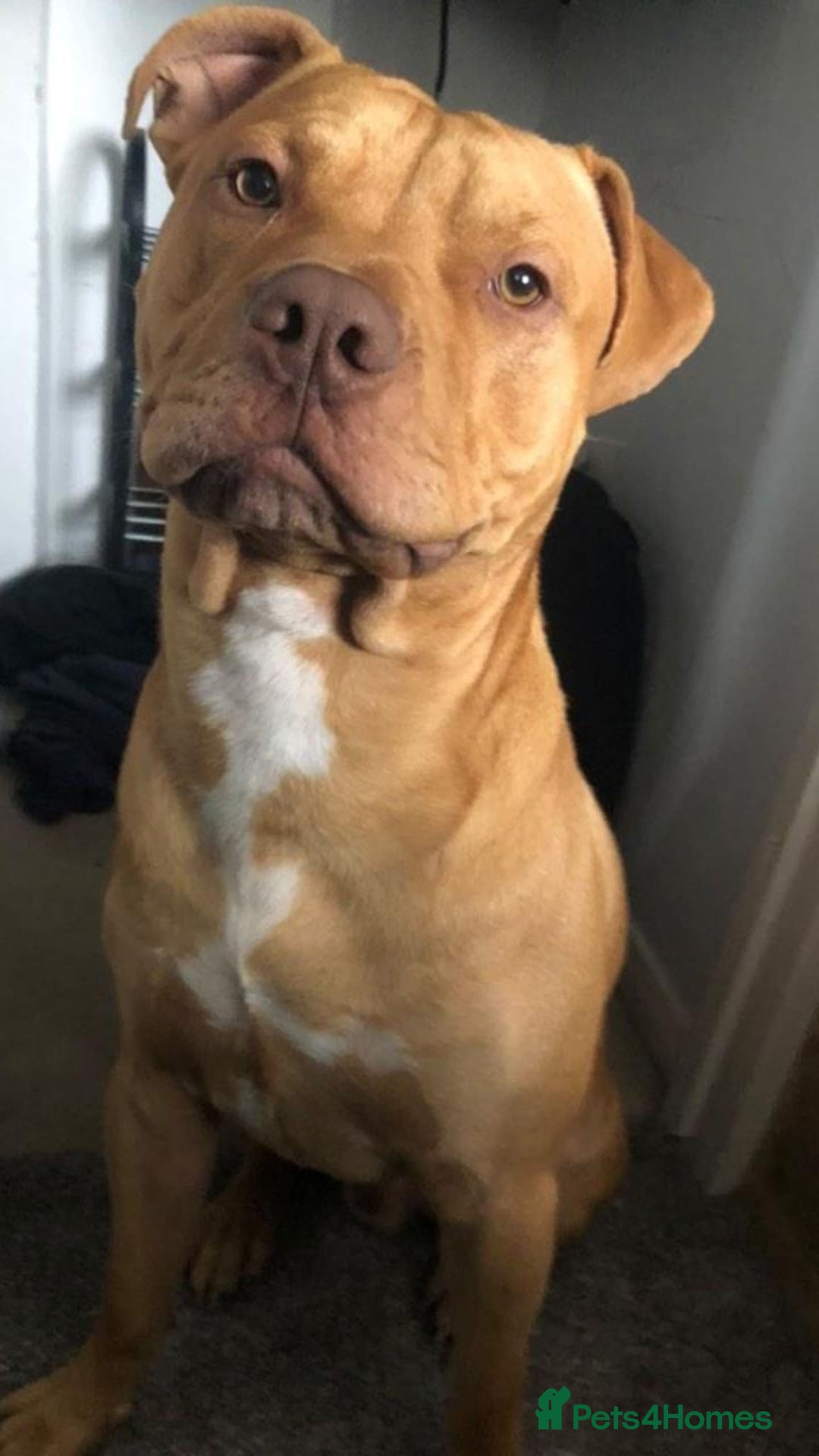 Mixed Breed dogs for sale: Loving Dog Looking for a Forever Home! - Advert 4