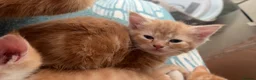 Mixed Breed cats for sale: Ginger and white kittens  - Advert 6