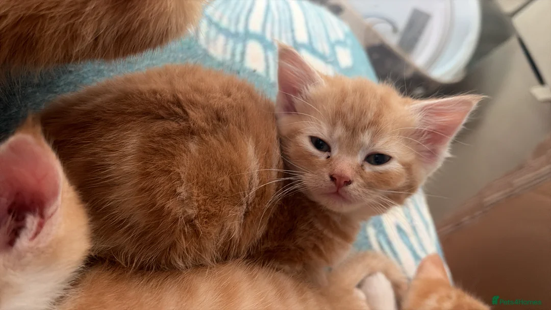 Mixed Breed cats for sale: Ginger and white kittens  - Advert 6
