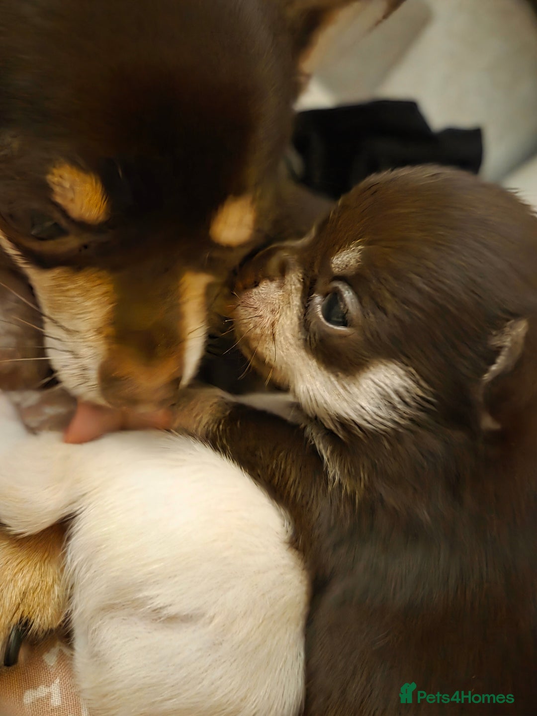 Chihuahua dogs for sale: 2 Tiny Male Chihuahuas (very small) - Advert 7