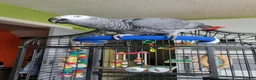 Parrots birds for sale: African grey - Advert 2