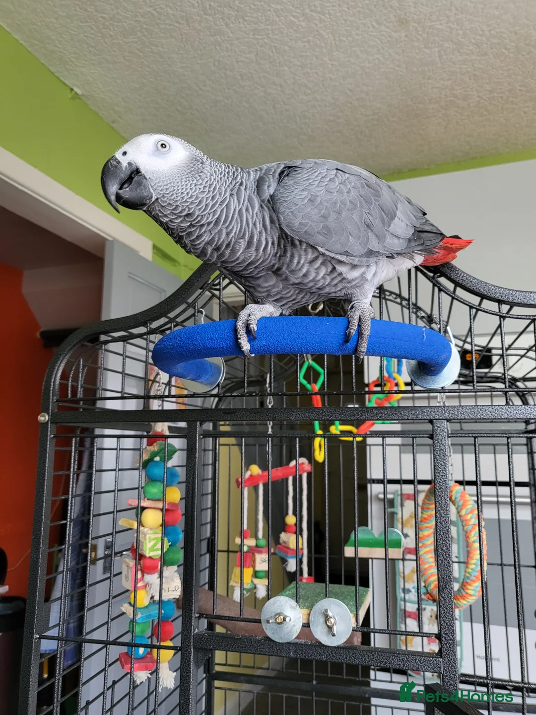 Parrots birds for sale: African grey - Advert 2