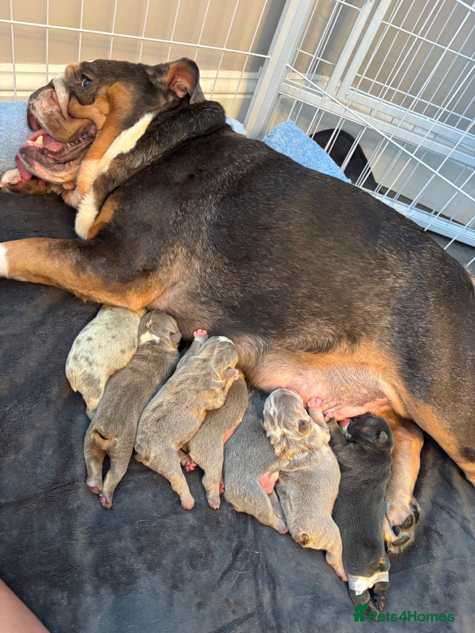 English Bulldog dogs English Bulldog Puppies – 5 Girls & 2 Boys - Advert 1