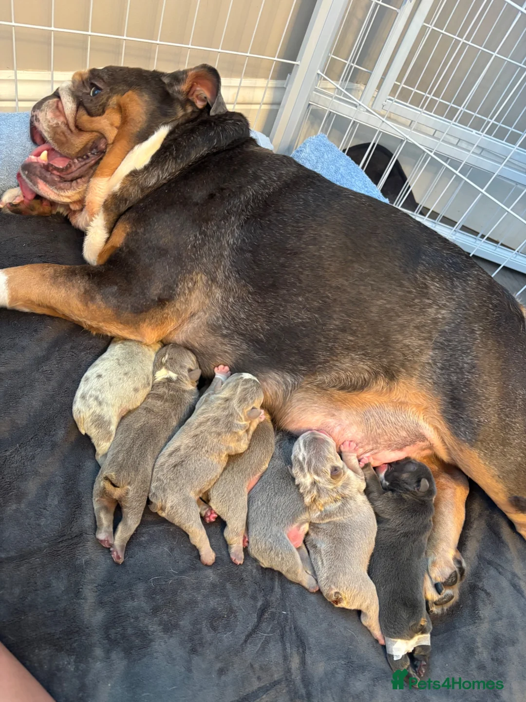 English Bulldog dogs for sale: English Bulldog Puppies – 5 Girls & 2 Boys - Advert 1