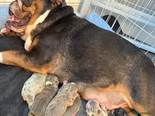 English Bulldog dogs English Bulldog Puppies – 5 Girls & 2 Boys - Advert 2