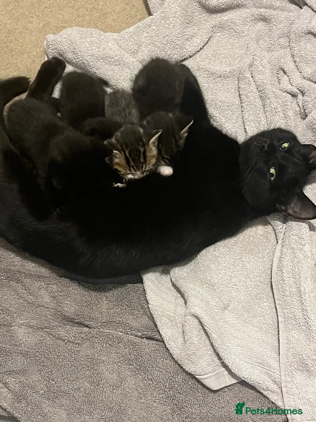 Domestic Shorthair cats for sale: Beautiful kittens in Northampton - Advert 2