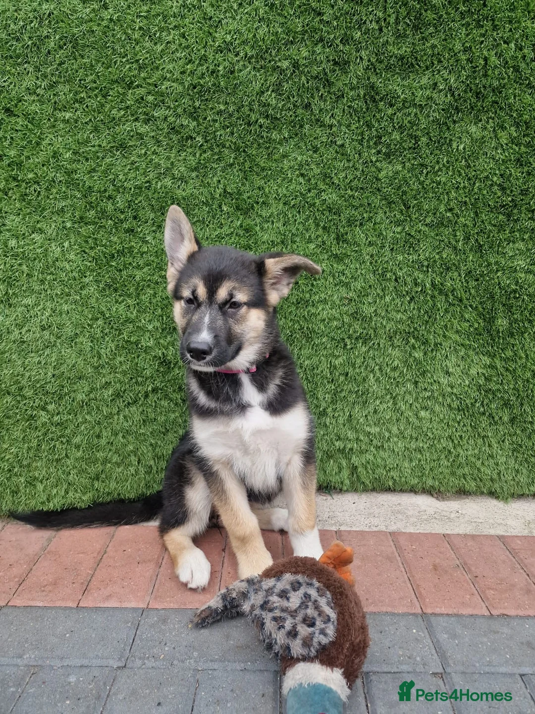 Shepsky dogs for sale: PUPPIES FOR SALE–German Shepherd × Siberian Husky in Castleford - Advert 2