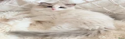 Ragdoll cats for sale: Show quality Ragdoll kittens from champion lines - Advert 6