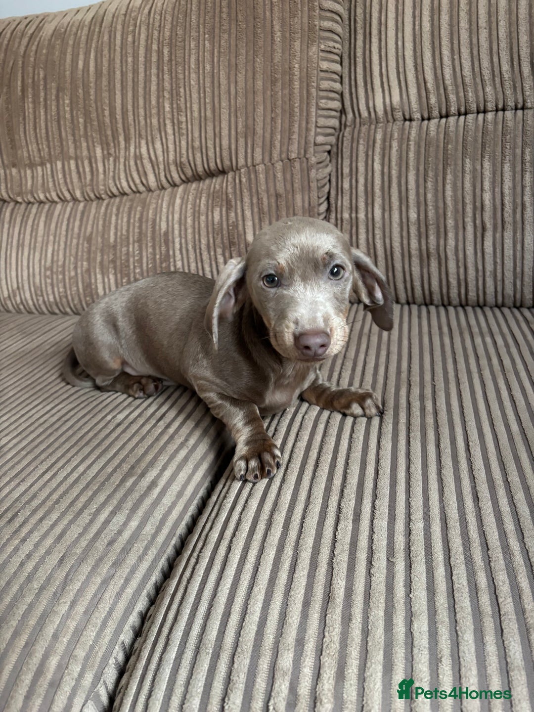 Dachshund dogs for sale: Dachshund (Girl)  - Advert 1