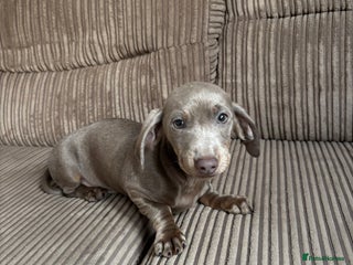 Dachshund dogs Dachshund (Girl) - Advert 1