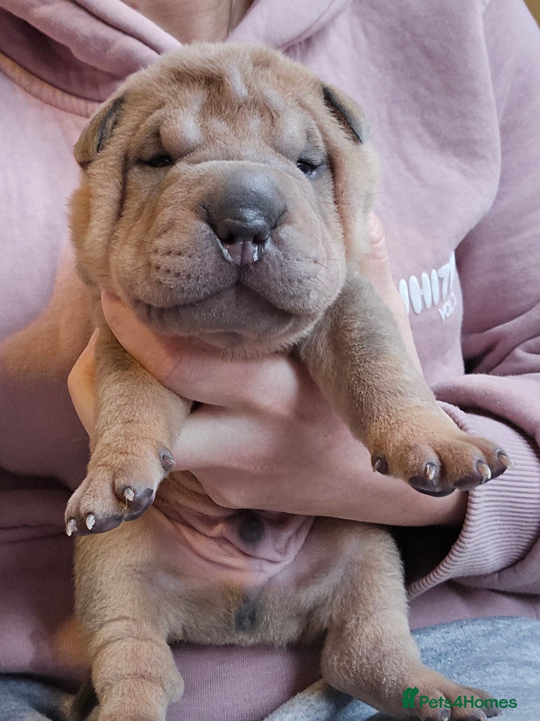 Shar Pei dogs for sale: Beautiful litter of Shar Pei puppies!  - Advert 12