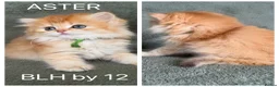 British Shorthair cats for sale: Unique British shorthair golden kittens  - Advert 20