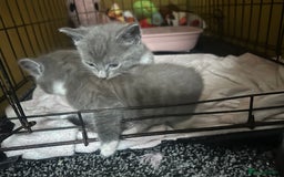 Mixed Breed cats for sale: Beautiful grey & white kittens  - Image 3