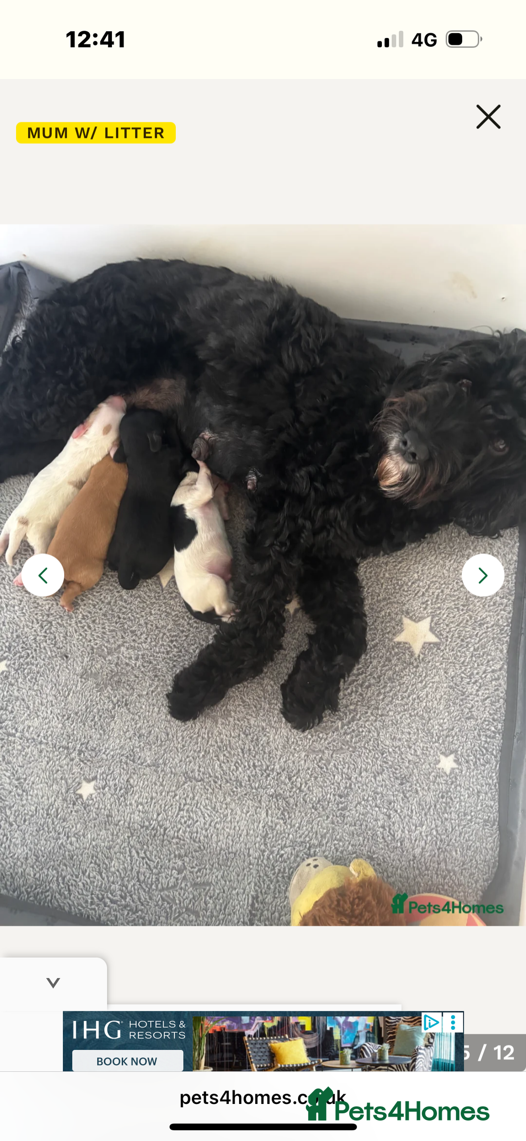 Cockapoo dogs for sale: Cockerpoo pups 2 left health tested parents  - Image 6