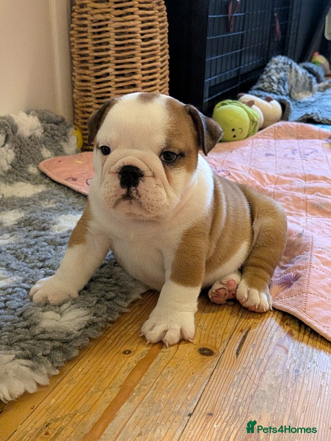 English Bulldog dogs for stud: Silver Health Tested - Heavy Weight & Healthy Stud - Advert 10