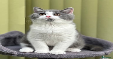 British Shorthair cats - Advert 8