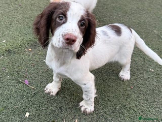 Cocker Spaniel dogs - Advert 1