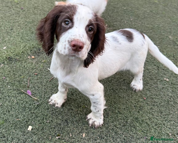 Cocker Spaniel dogs - Advert 1
