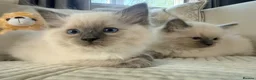 Ragdoll cats for sale: Stunning Bluepoint Ragdoll Kittens for sale - Advert 12