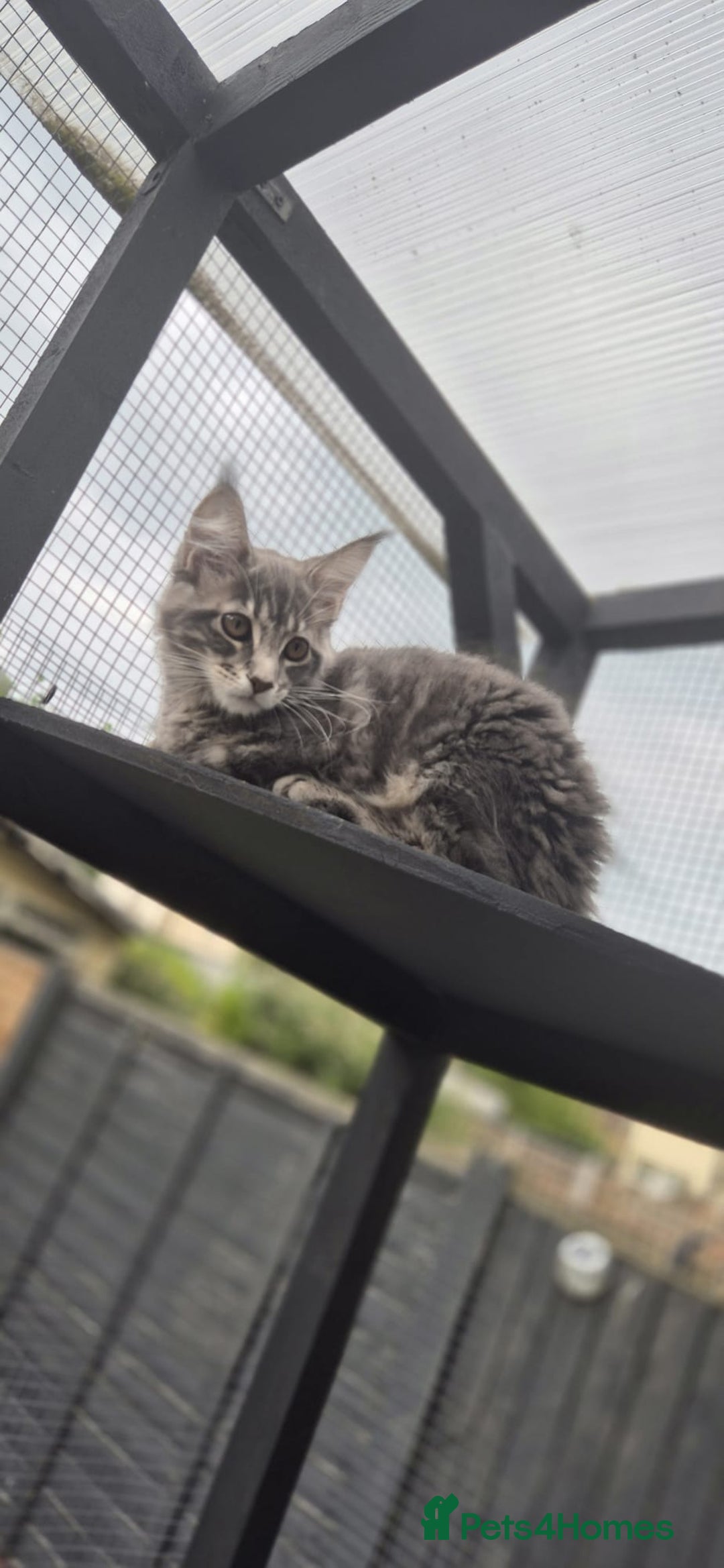 Maine Coon cats for sale: Twinny One and Two in Southend-on-Sea - Image 10