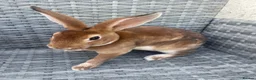 Rex rabbits for sale: Pure bred mini Rex 🐰  - Advert 2