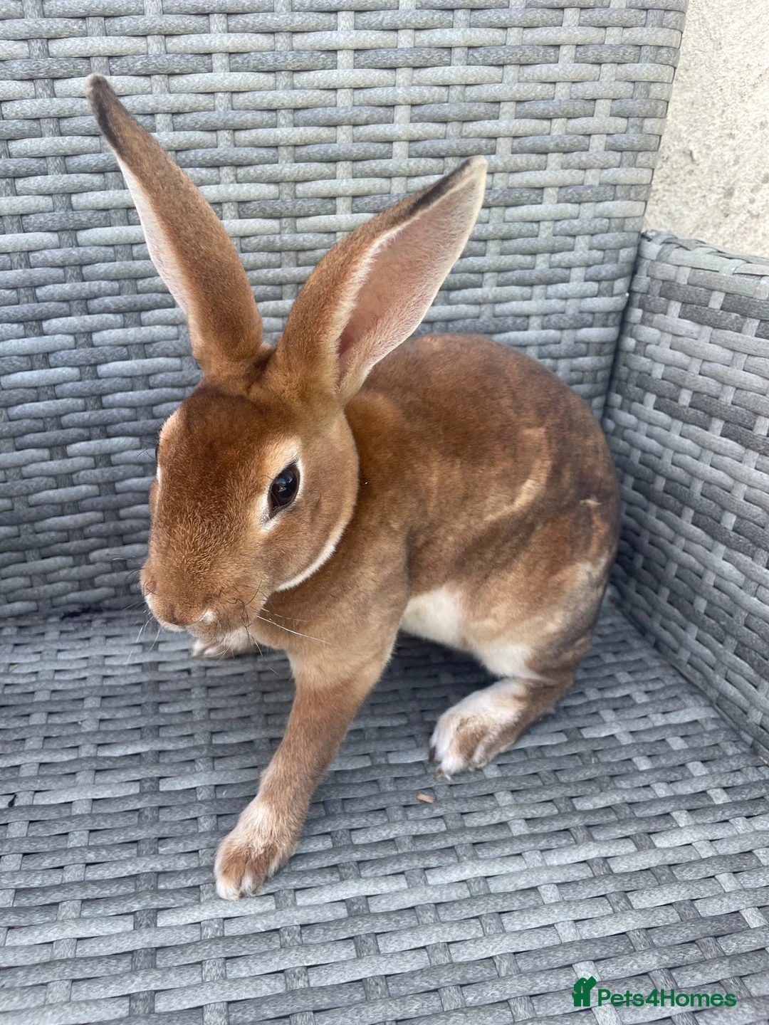 Rex rabbits for sale: Pure bred mini Rex 🐰  - Advert 2