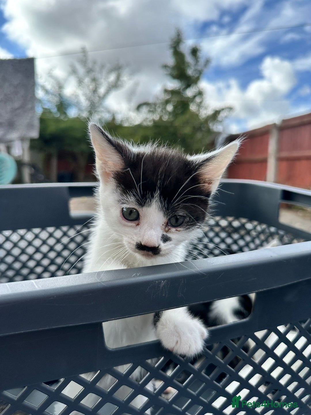 Domestic Shorthair cats for sale: 4 Domestic Shorthair Kittens  - Image 7