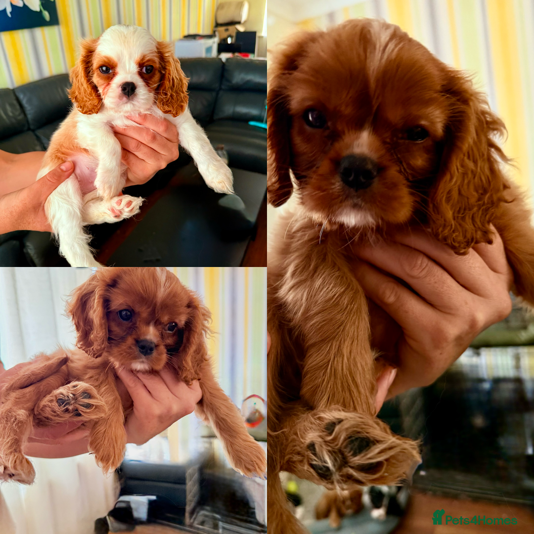 Cavalier King Charles Spaniel dogs for sale: Beautiful litter cavalier King Charles spaniels - Image 7