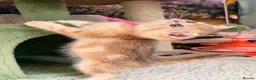 British Longhair cats for sale: British short/longhair odd/blue eyed kittens  - Advert 10