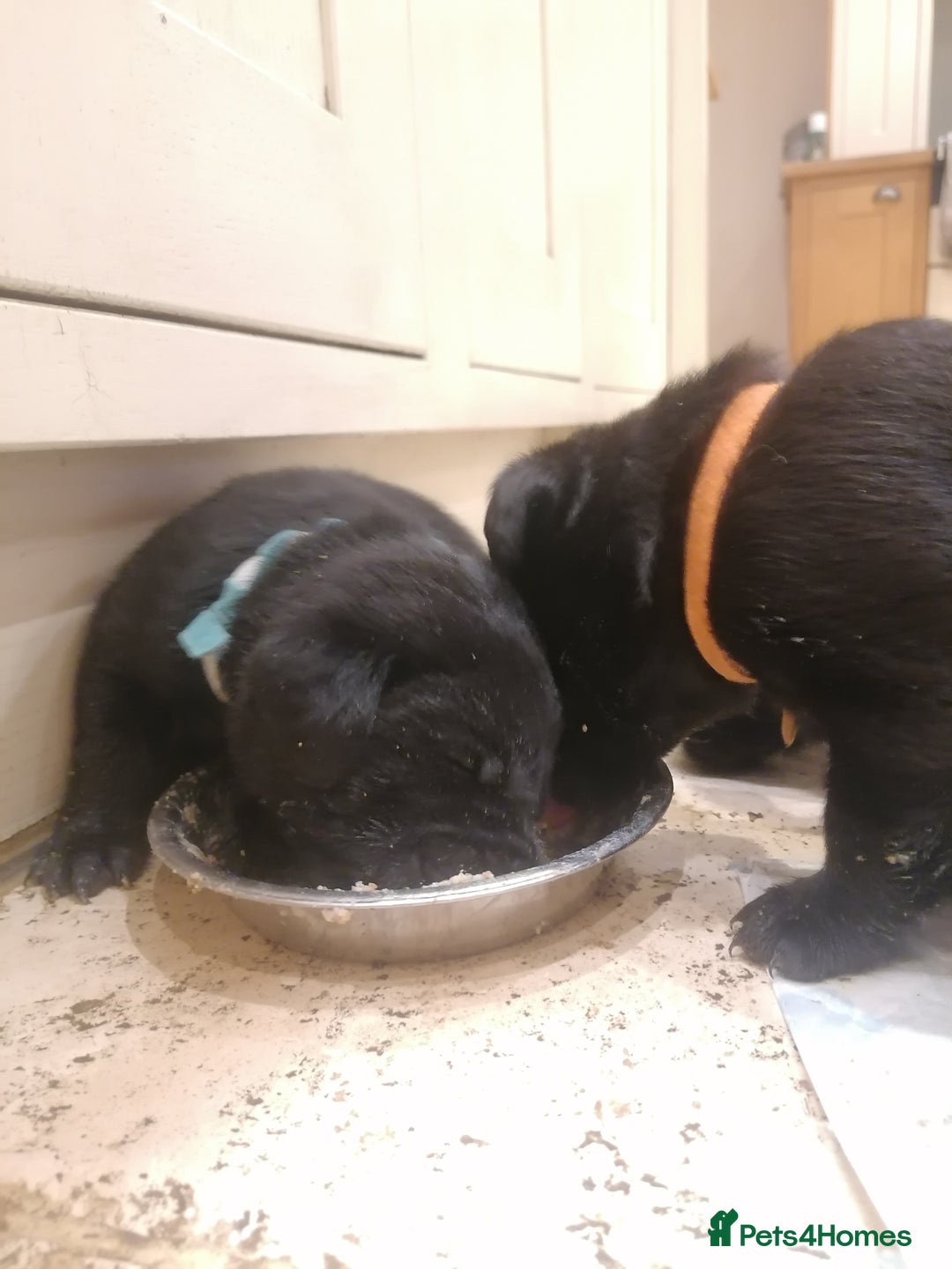 Labrador Retriever dogs for sale: KC registered, FtCH bloodline labradors  - Advert 4