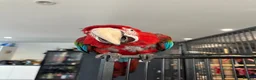 Macaws birds for sale: Green-Winged Macaw – Experienced Home Only, Surrey in Walton-on-Thames - Advert 5