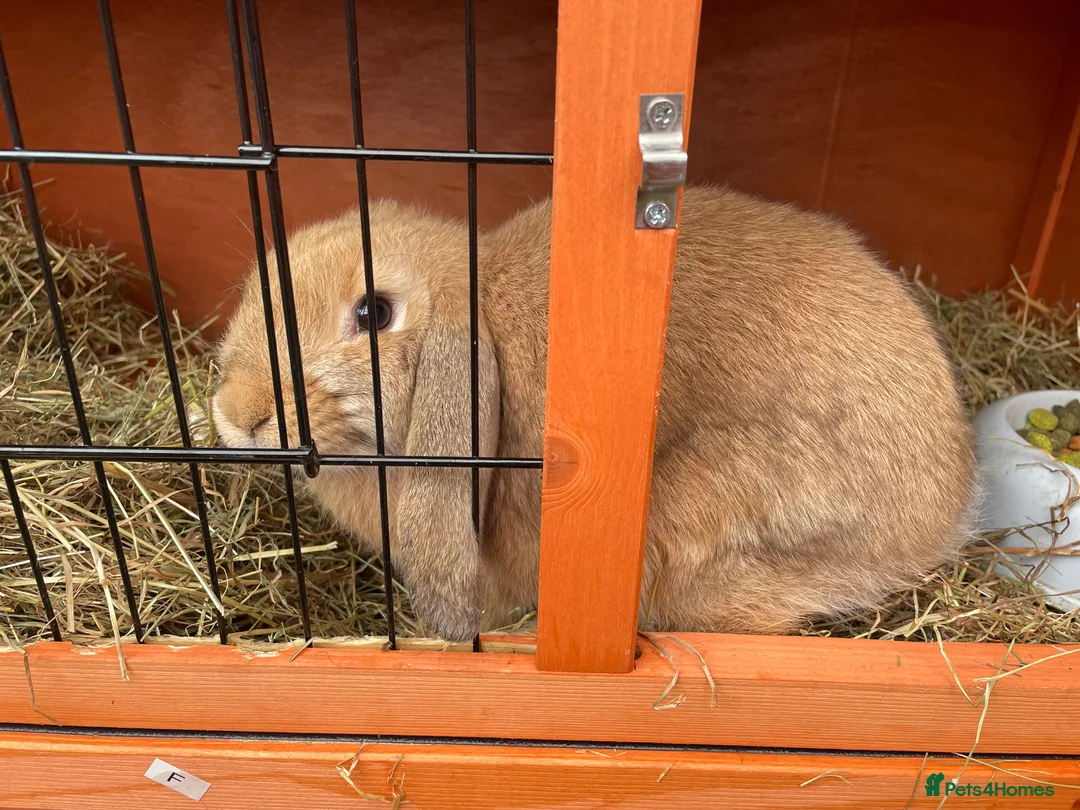 Mini Lop rabbits for sale: 2 rabbits for sale  - Advert 4