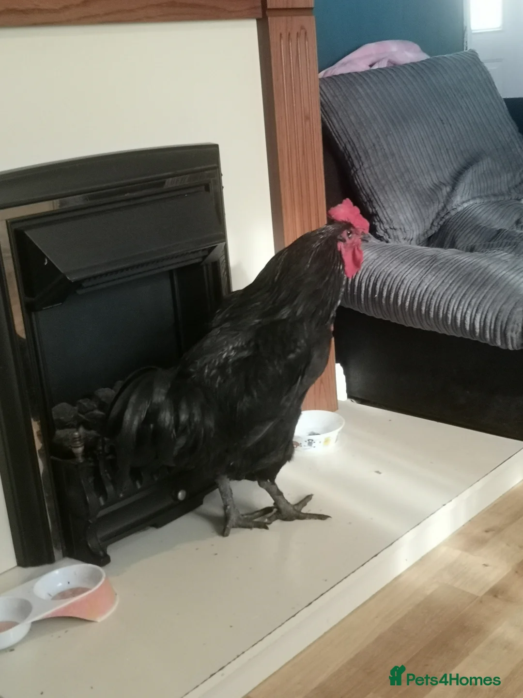 Chickens poultry for sale: Jersey giant male free - Advert 2
