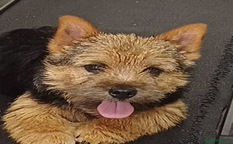 Norwich Terrier dogs - Advert 2