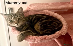 Bengal cats for sale: Gorgeous Bengal kittens ready on go 26th September - Image 19