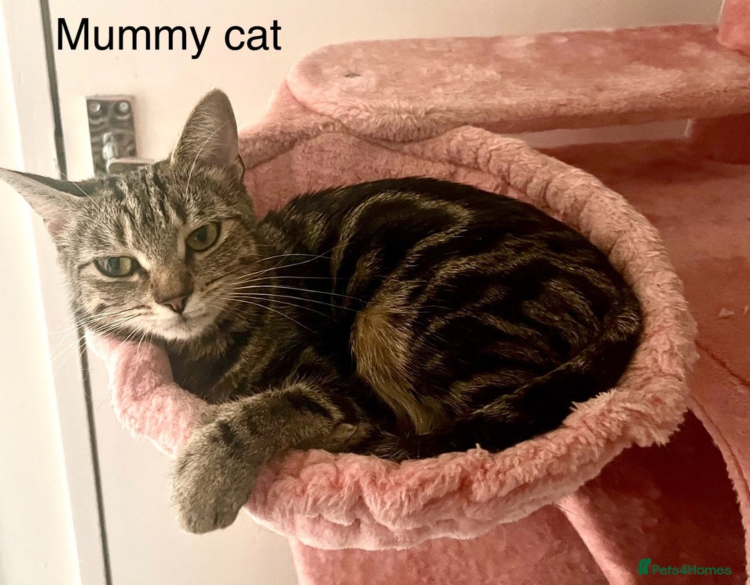Bengal cats for sale: Gorgeous Bengal kittens ready on go 26th September - Image 19