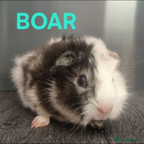 Guinea Pig rodents Beautiful Male Baby Guinea Pigs for sale  - Advert 7
