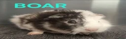 Guinea Pig rodents for sale: Beautiful Male Baby Guinea Pigs for sale  - Advert 1