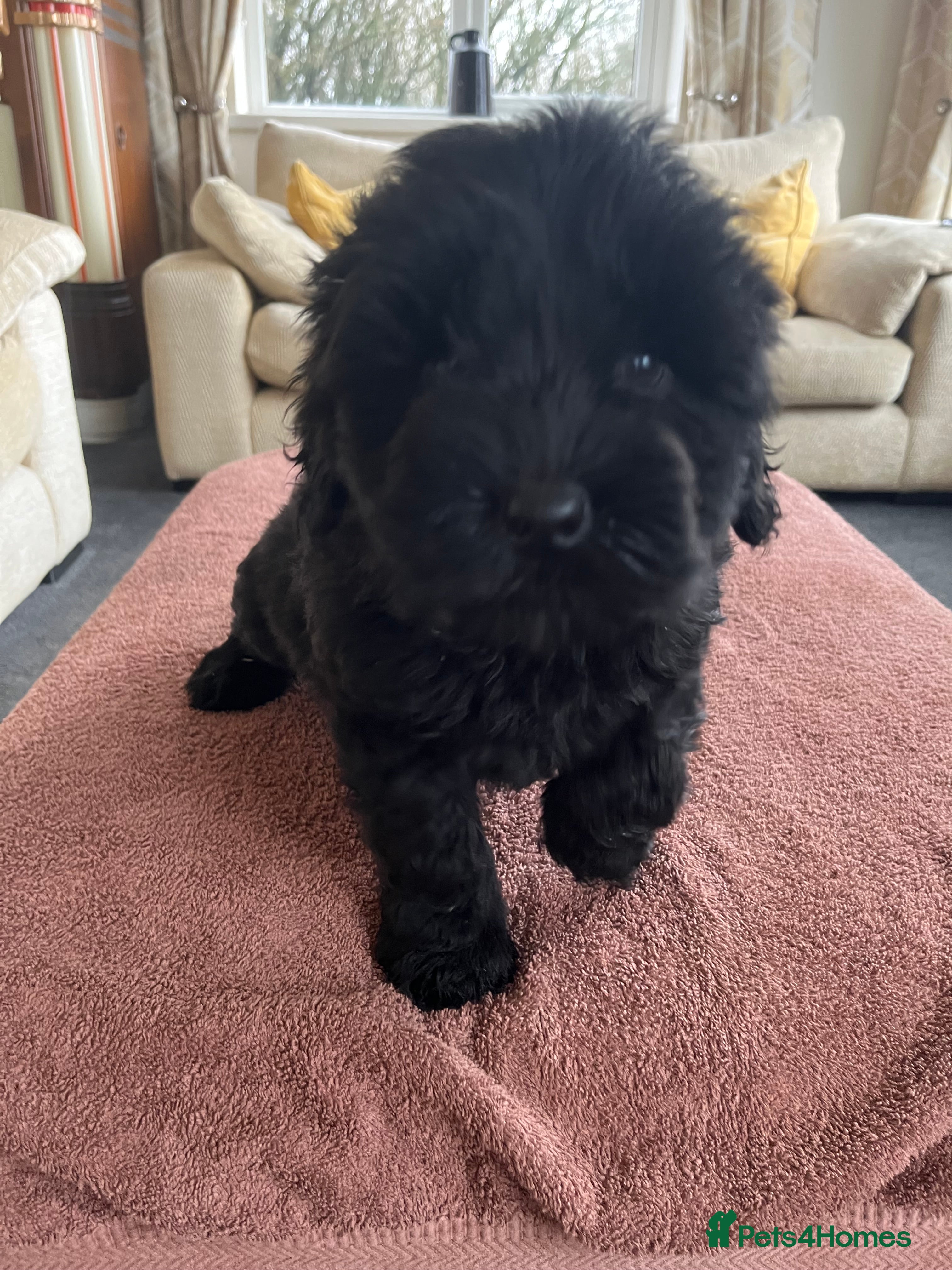Labradoodle dogs Beautiful healthy Labradoodle Puppies - Advert 4