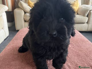 Labradoodle dogs Beautiful healthy Labradoodle Puppies - Advert 1