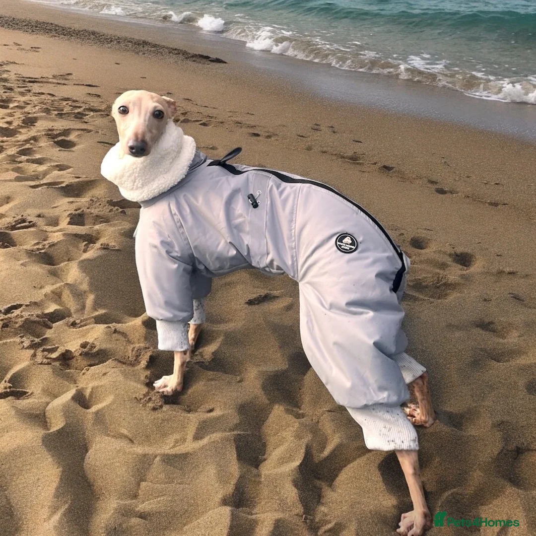 Italian Greyhound dogs for stud: Romeo italian greyhound Russian Import for stud  in Liverpool - Advert 5