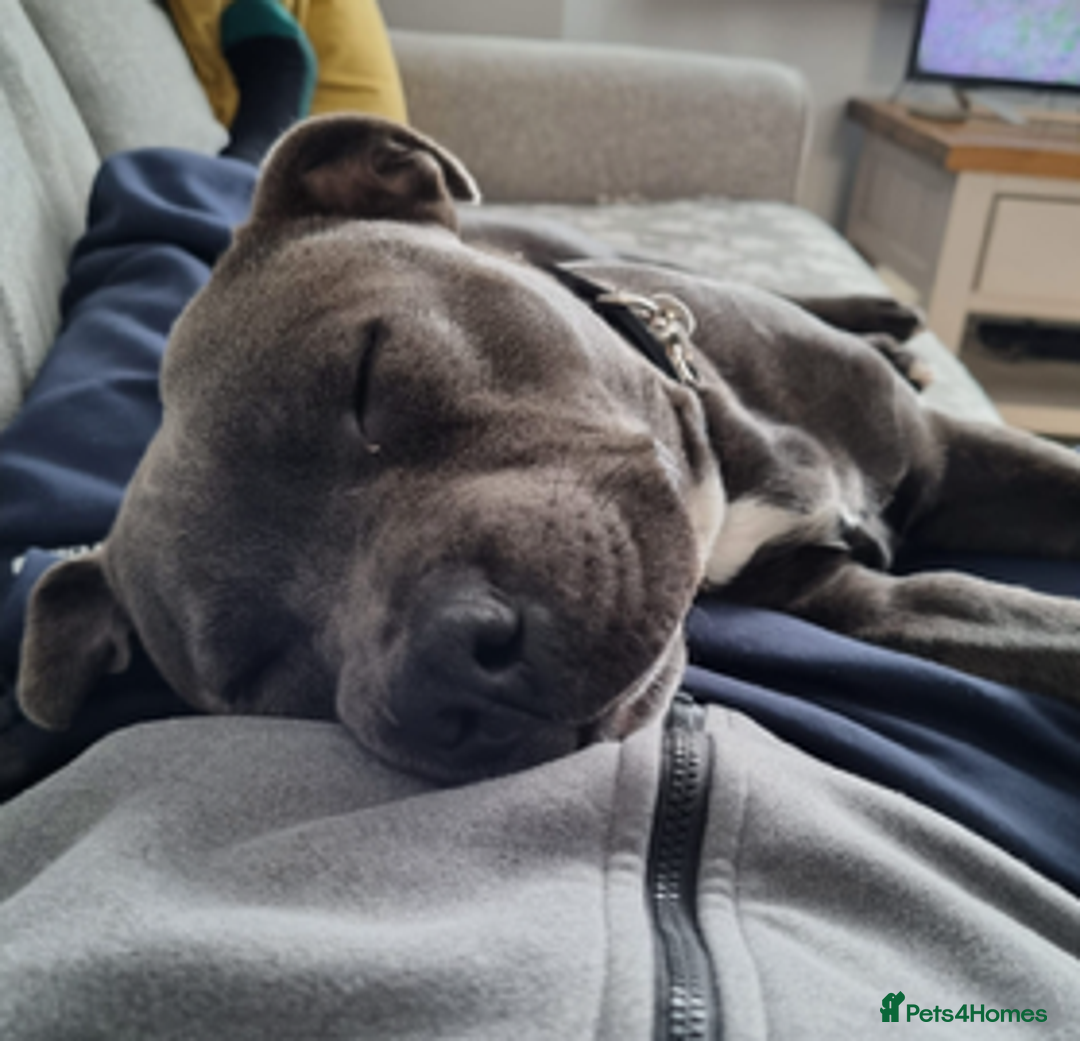 Staffordshire Bull Terrier dogs for sale: 2 beautiful blue/white staffy boys 💙🐾💙 - Advert 2