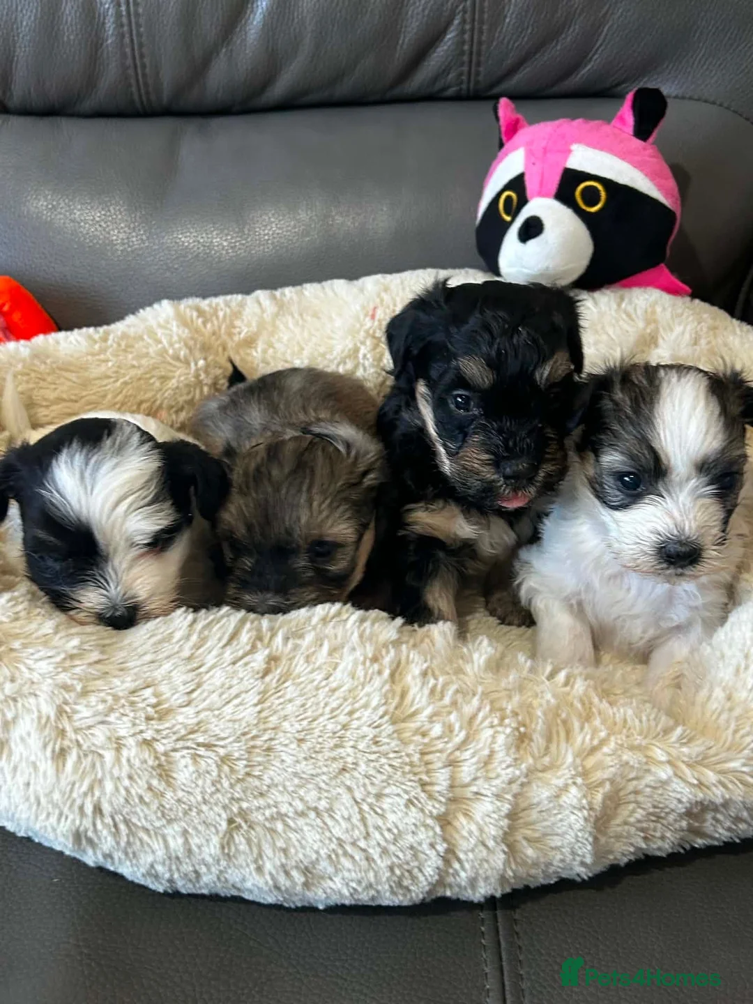 Havanese dogs for sale: Beautiful KC Registered Havanese Puppies - Advert 7