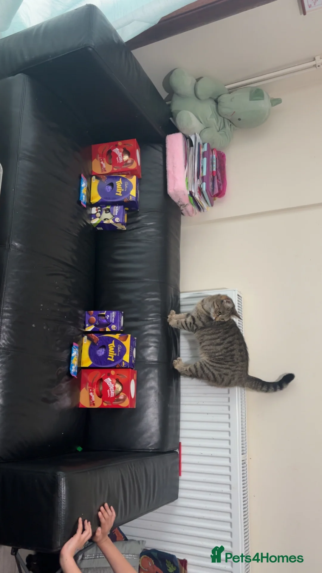 Mixed Breed cats for sale: 2 beautiful girls  in London - Advert 1