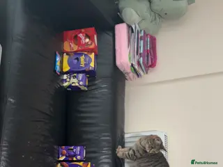 Mixed Breed cats 2 beautiful girls - Advert 1