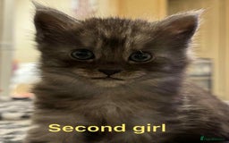 Maine Coon cats for sale: Beautiful mine cross kittens  - Image 2